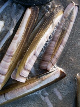 Perpu
