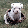 Guest_lilpitbull101