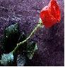 Guest_Farazafroz