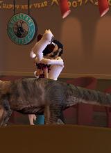 Guest_singlecat