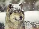 Guest_strongewolf