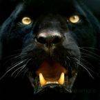 blackcatbaby