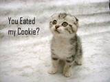 Guest_hannikitten123