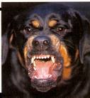 Guest_Rottwieler13