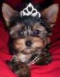 Guest_NellyFurtadorocks11