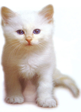 kitten28xx