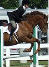 Guest_horserider95