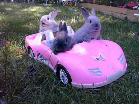 bunnylady2007