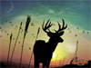 Guest_hunterpro45