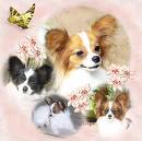 Guest_ChihuahuasRock4ever