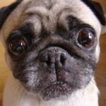 Guest_puggalicious