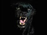 Guest_FARESSQ88