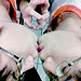 Guest_AdiAriyantoSani