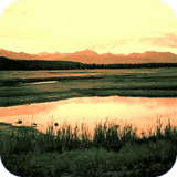 Guest_icongenial