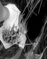 XskylarxxX