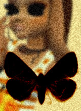 Moths