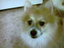 joluca1