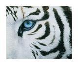 Guest_WhiteTiger21
