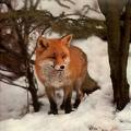 FoxyFire4u_disabled_8203995