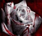 bloodyrevenge666