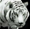 Guest_renea46567