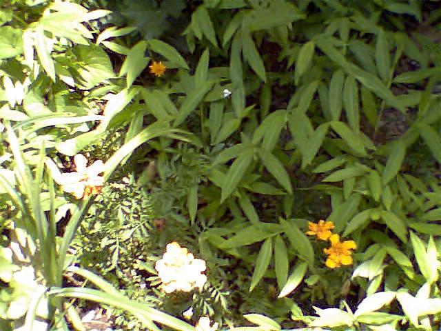 Guest_SweetSusie24