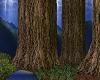 Midnyte Forest