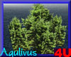 4u Aqulivus Tree 10