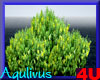 4u Aqulivus Tree 5