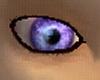 Amethyst Shimmer (male)