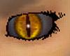 Golden Yellow Cat eyes
