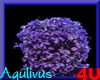 4u Aqulivus Flower 08