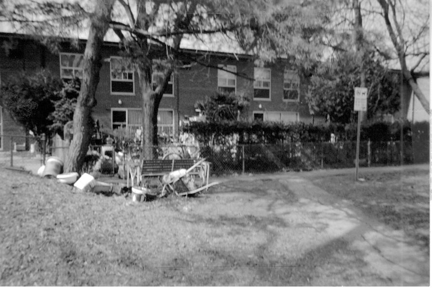 willowtree5.jpg