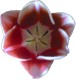 tulip sticker