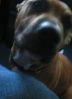 Puppy ^_^ - 