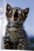 Kitty yawn - 