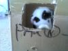 Jellybeen in a box! - 
