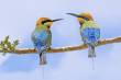 Two birdies