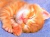 KATZE - 