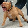 pitty - 