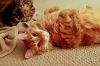 sareena MY shweet cat lolz he The one FOllow me in meh house :D - 