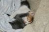 Tinkerbelle & Phantom - 