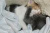 Tinkerbelle & Phantom - 