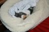 Tinkerbelle & Phantom - 